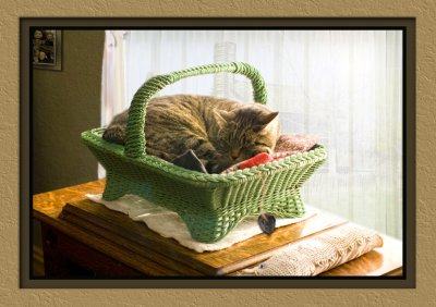 Cat in a Basket Version 2