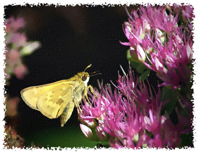 Skipper on Sedum Version 1