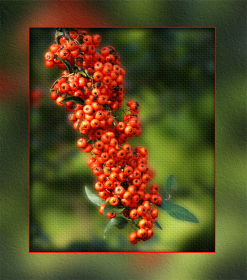 Pyracantha Berries Version 3