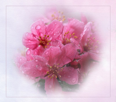 Crabapple Blossoms Version 3