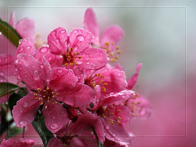 Crabapple Blossoms Version 1