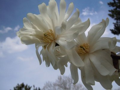 Magnolia Stalatis Original