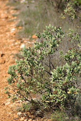 Plante du coin