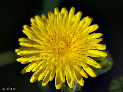 Bouton d'or