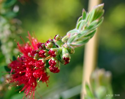 Rince bouteille