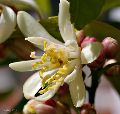 Gense du citron