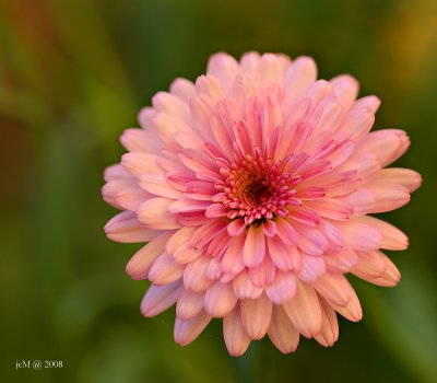 Jolie fleur rose