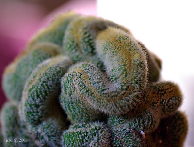 Cactus processionnaire