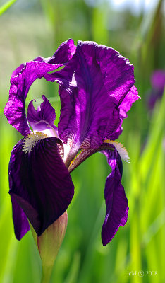 Ose l'Iris