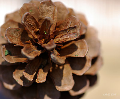 Pomme de pin