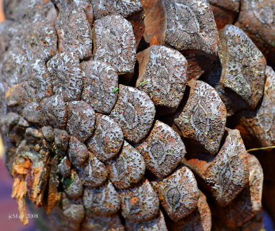Carapace de bois