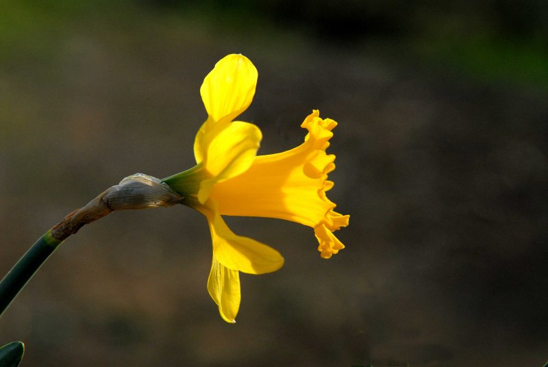 lindas flower.jpg