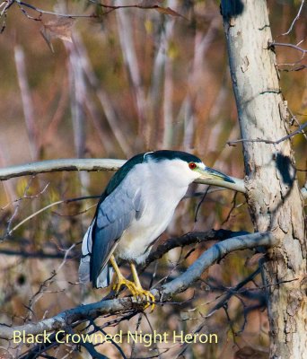 black crowned night heron 2.jpg