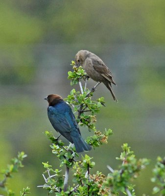 Brown Headed Cowbird.jpg