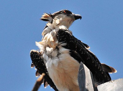 windy in the nest.jpg