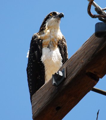 sunday5Young one kicked out of nest.jpg