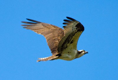 sunday4 flying osprey.jpg