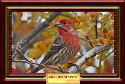 framed male house finch copy.jpg