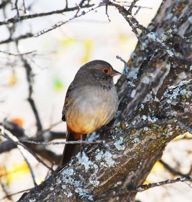 Dark eyed Junco.jpg