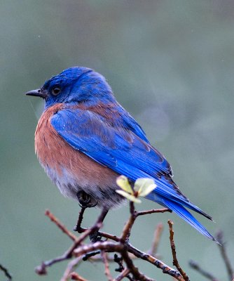 blue bird in the rain.jpg