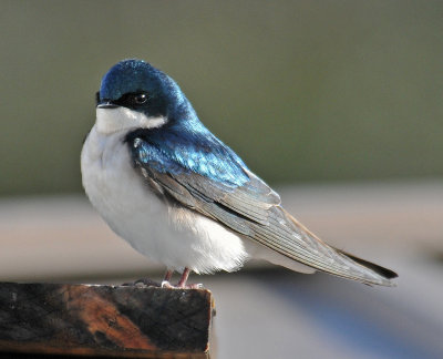 MALE TREE SWALLOW