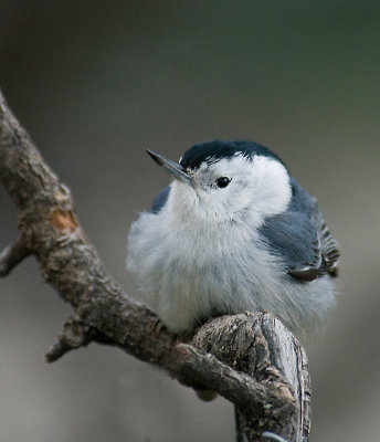 WHITE BREASTED NUTHATCH