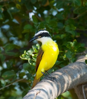 Great Kiskadee.jpg(taken in Mexico)