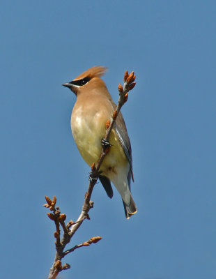 CedarWaxwing