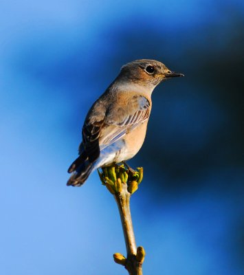 FEMALE bLUE bIRD.jpg