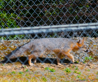Fox in the storage yard limping.jpg