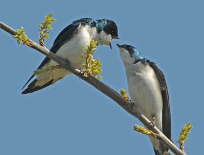 Tree Swallows