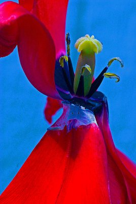 old red tulip.jpg