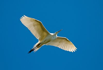 Flying Great Egret