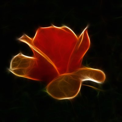 glowing rose.jpg