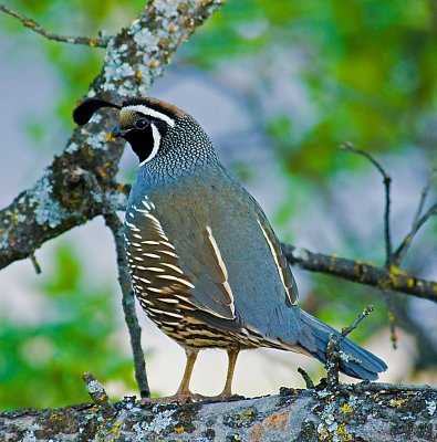 2ND qUAIL IN TREE.jpg