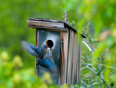 Blue Bird building nest.jpg