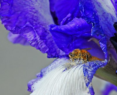 Bees like the Iris.jpg
