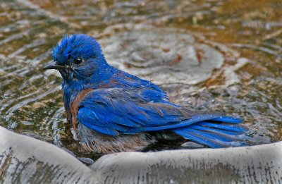 blue bird in the bath.jpg
