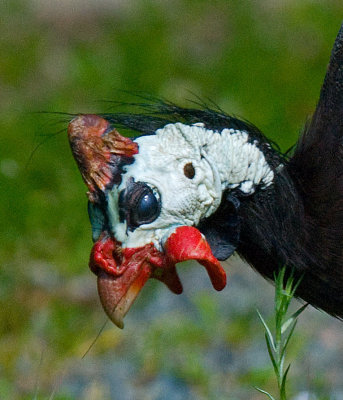 portrait male guinea fowl.jpg