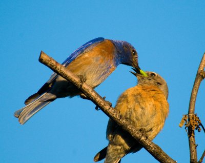 male blue bird feeding his Wife.jpg