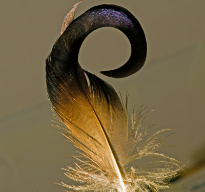 MALLARD TAIL FEATHER I THINK