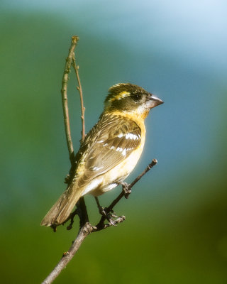 2nd female Gros Beak.jpg