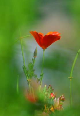 Golden poppy_edited-1.jpg