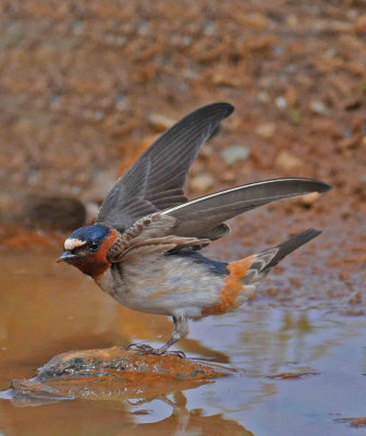 male cliff swallow_edited-2.jpg