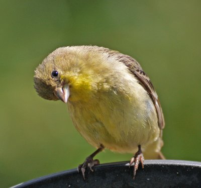 CUTE FINCH ON FRIDAY.jpg