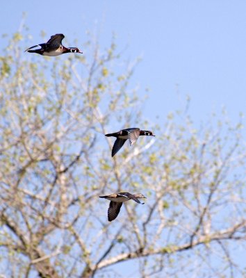 flying wood ducks.jpg