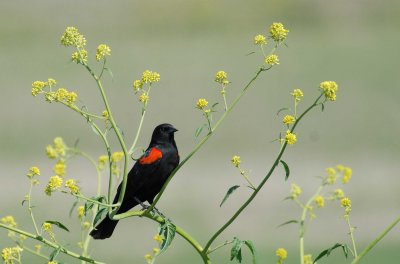 red wing black bird.jpg