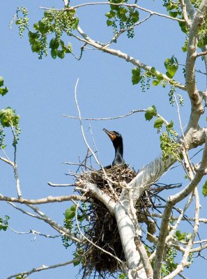 young cormorant in nest_edited-1.jpg