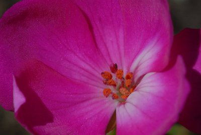 lindas pink flower.jpg