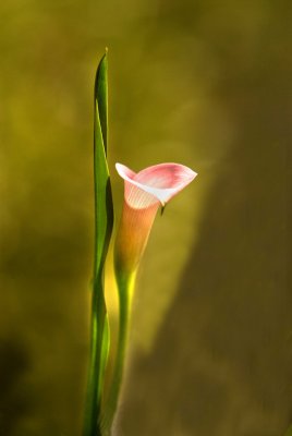pink lily.jpg
